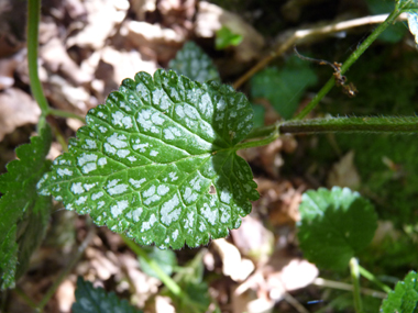 Feuilles fréquemment tachetées de blanc. Agrandir dans une nouvelle fenêtre (ou onglet)